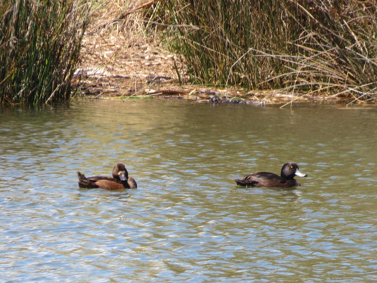 New Zealand Scaup - ML612697176