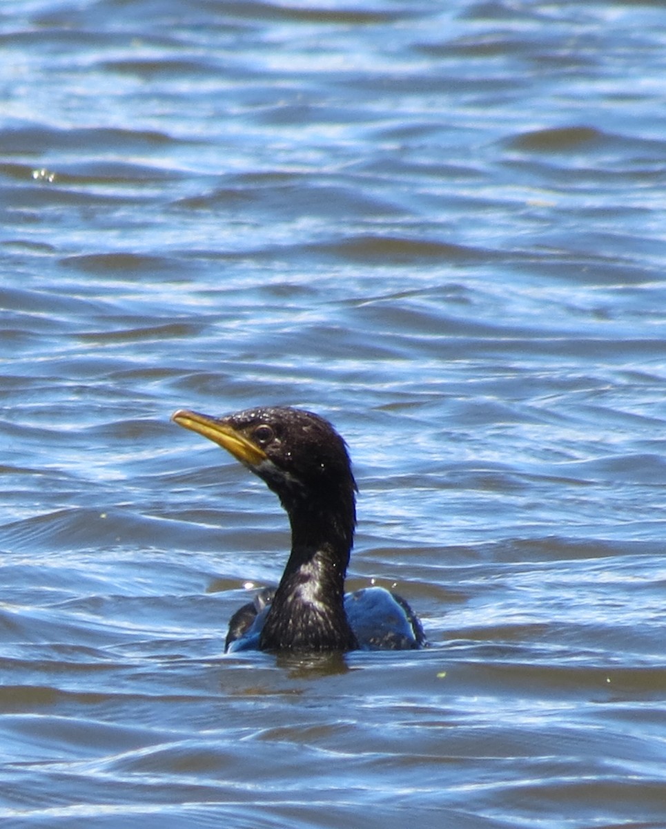 Little Pied Cormorant - ML612697193