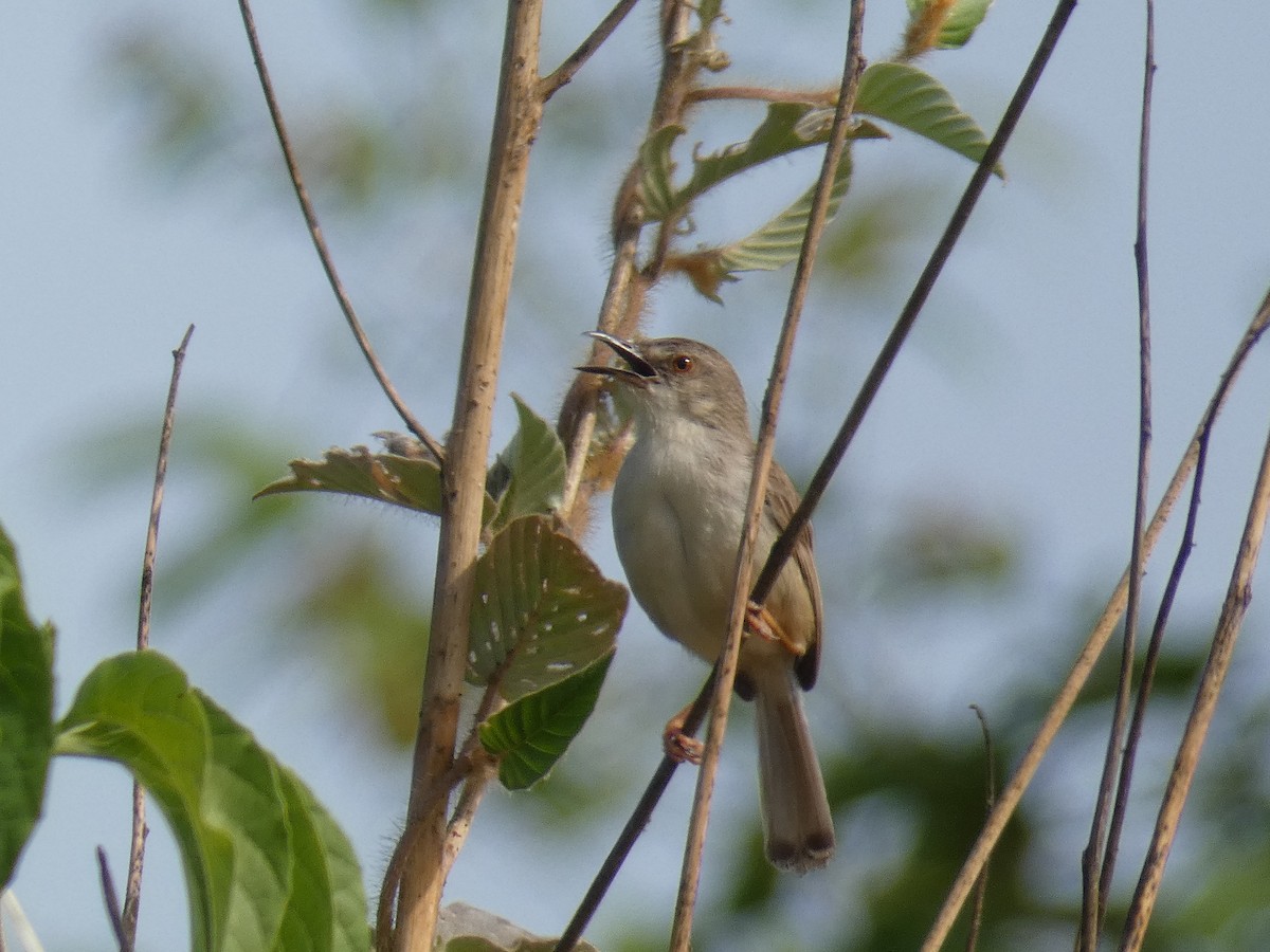 Tawny-flanked Prinia - Cathryn Pritchard