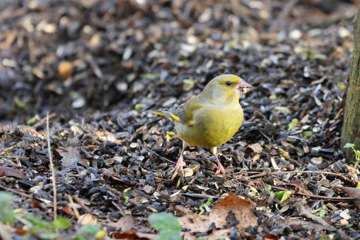 European Greenfinch - ML612697230