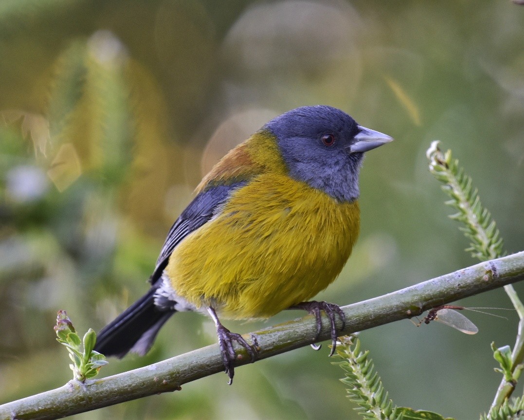 Patagonian Sierra Finch - ML612697330