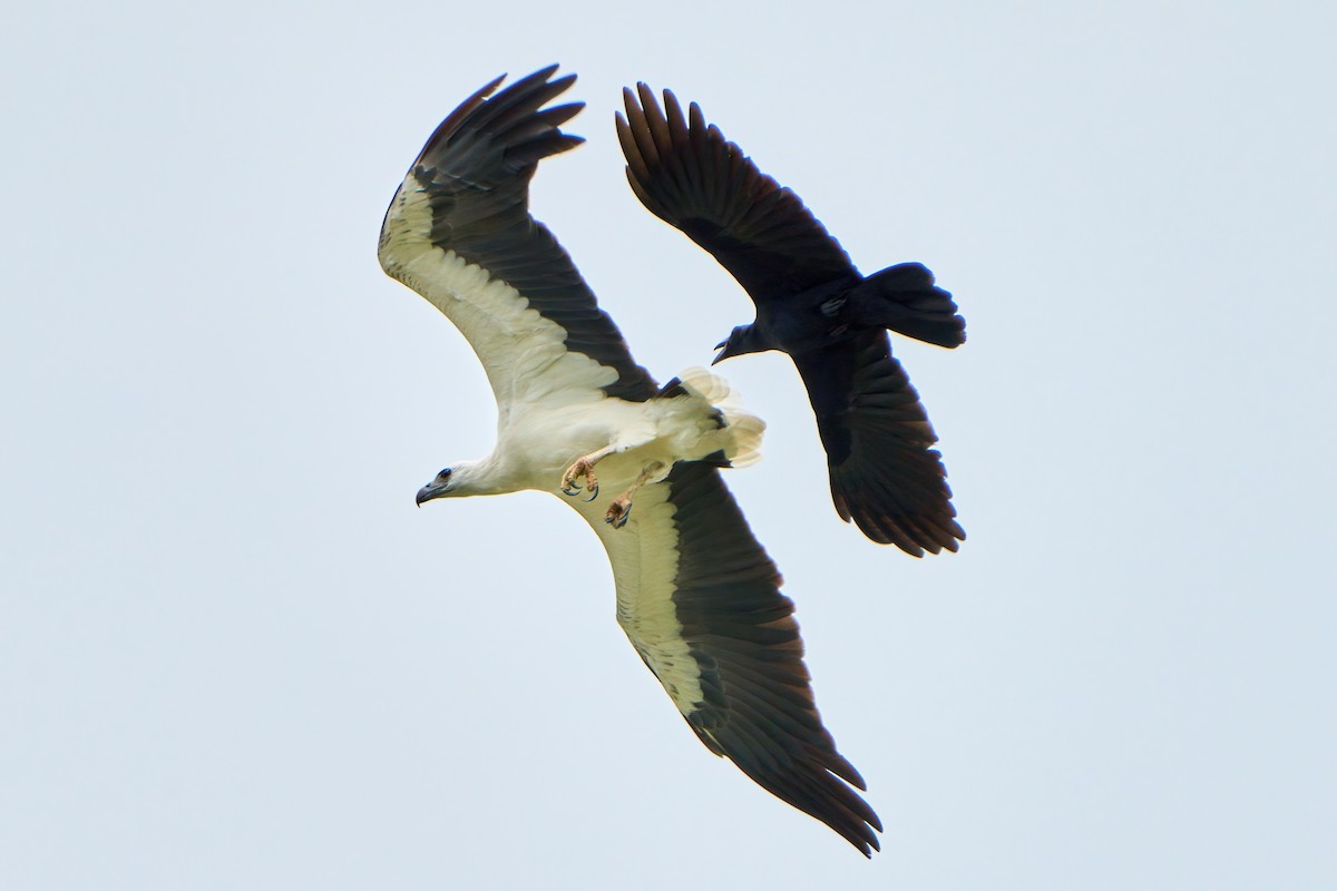 White-bellied Sea-Eagle - Yuh Woei Chong