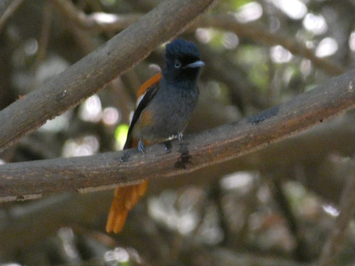 African Paradise-Flycatcher - Cathryn Pritchard