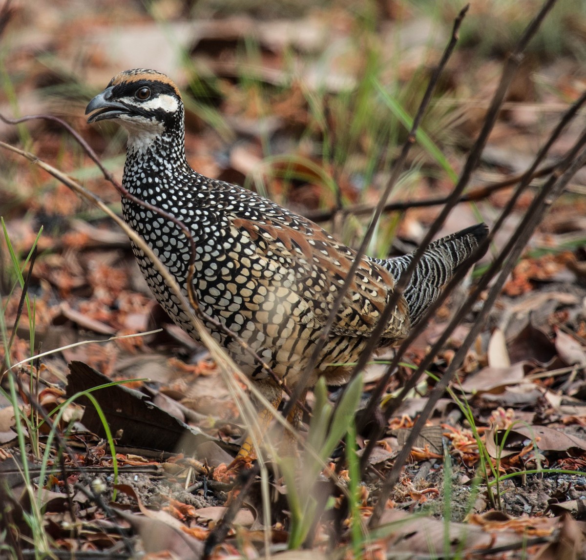 Chinese Francolin - ML612697432