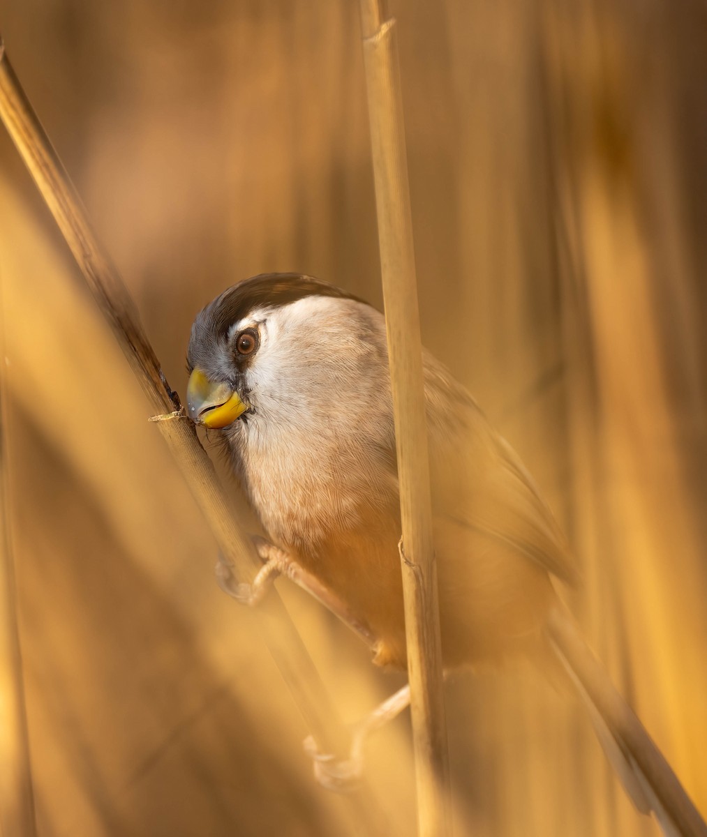 Reed Parrotbill - ML612697462