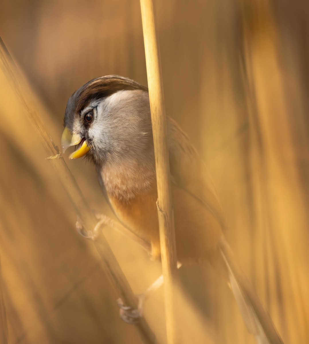 Reed Parrotbill - ML612697463