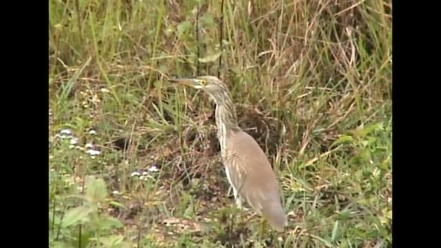 Chinese Pond-Heron - ML612697465