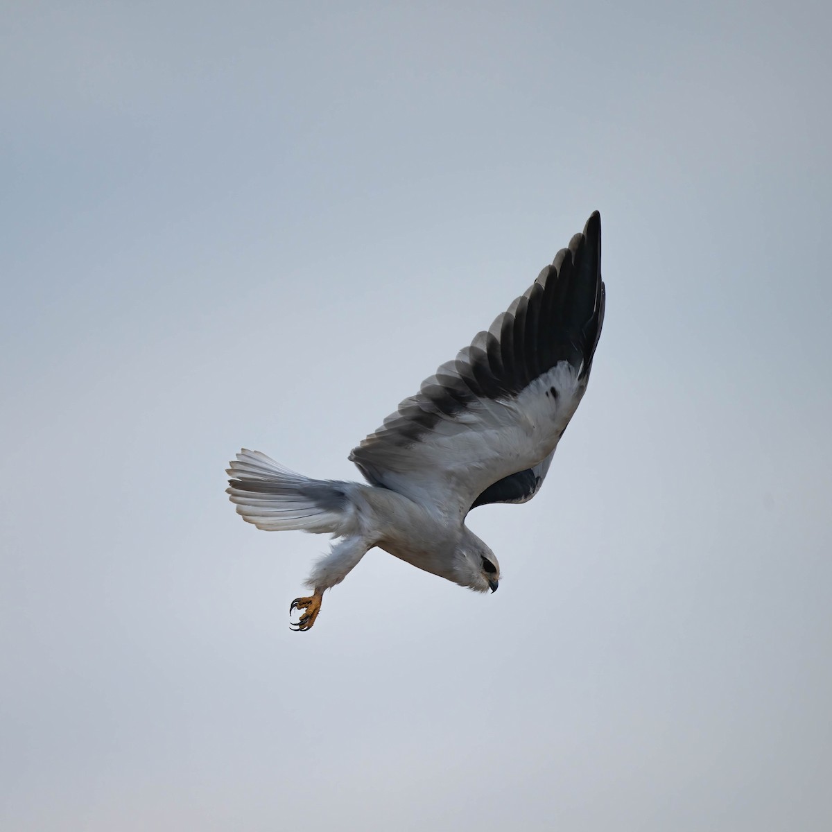 Black-winged Kite - ML612697508