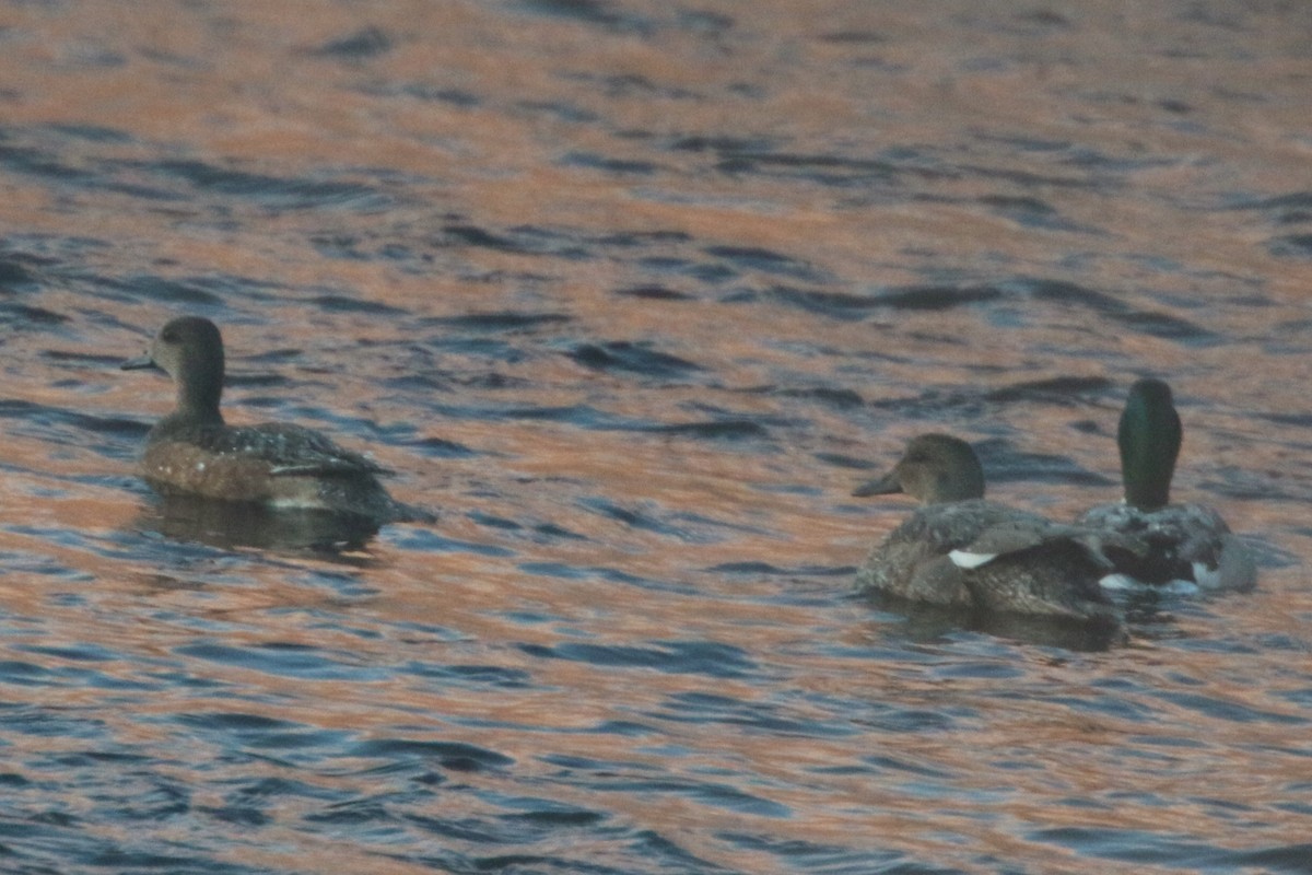 Gadwall - ML612697558