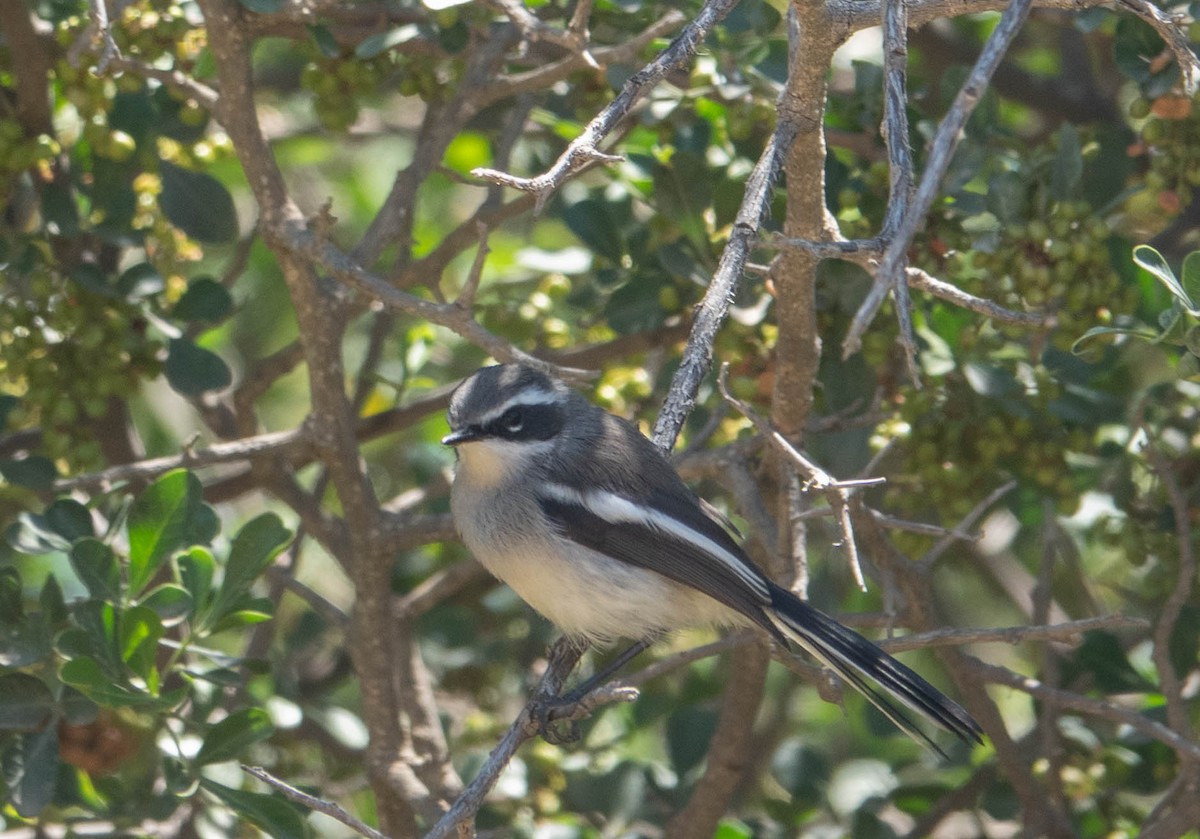 Fairy Flycatcher - ML612697581