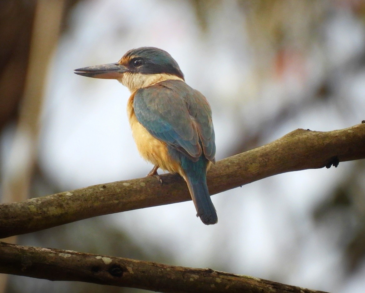 Sacred Kingfisher - ML612697670