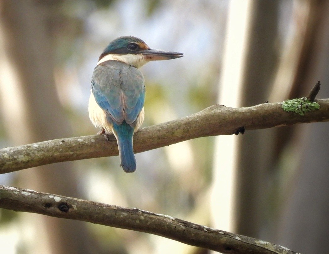 Sacred Kingfisher - ML612697671
