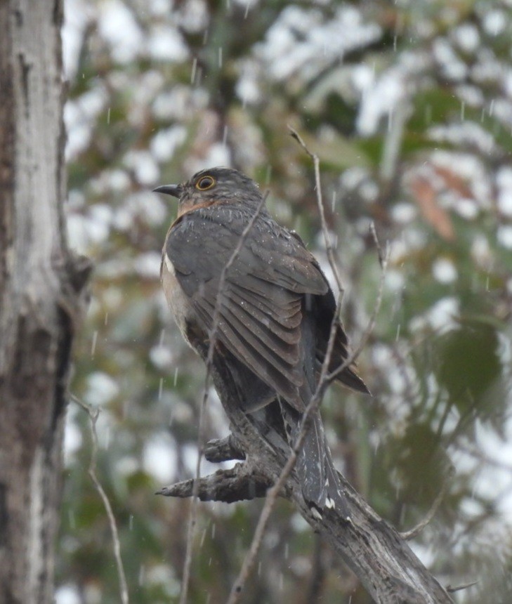 Fan-tailed Cuckoo - ML612697684
