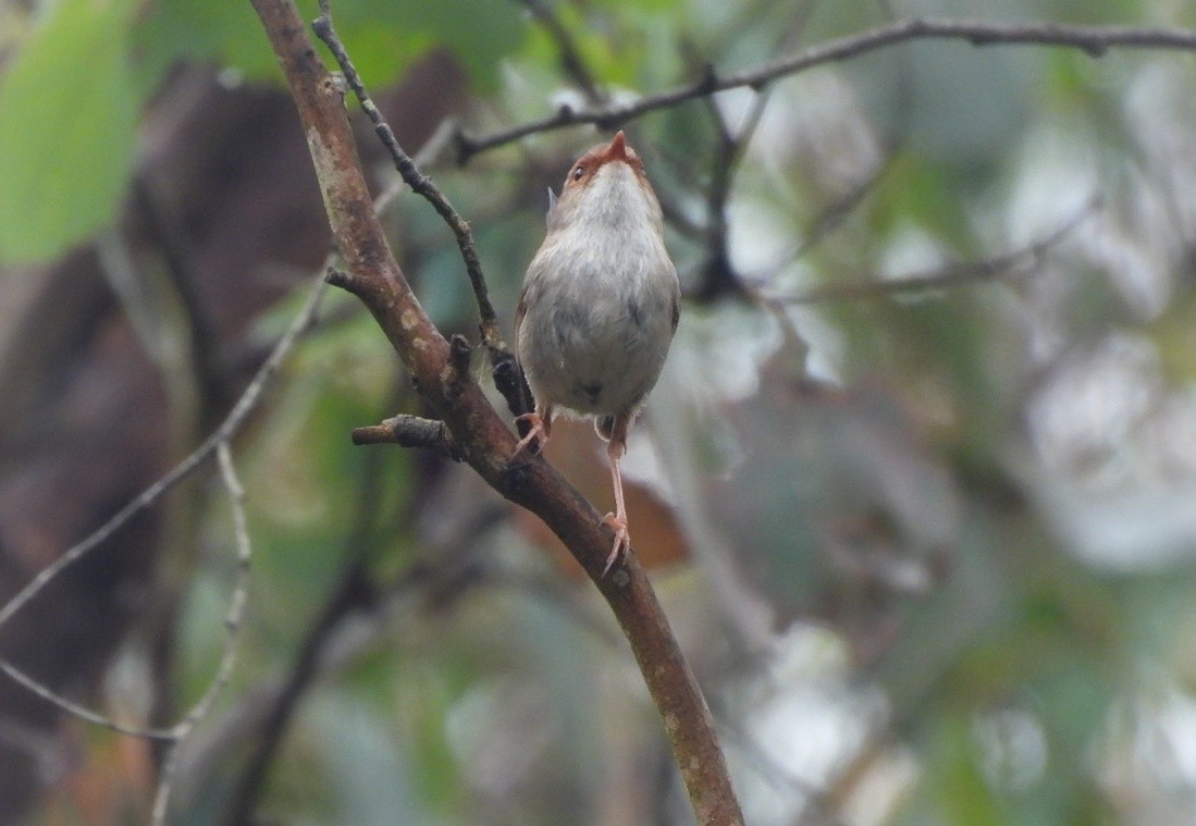 Superb Fairywren - ML612697692