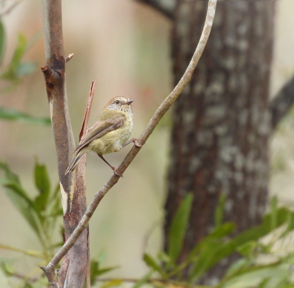 Striated Thornbill - ML612697695