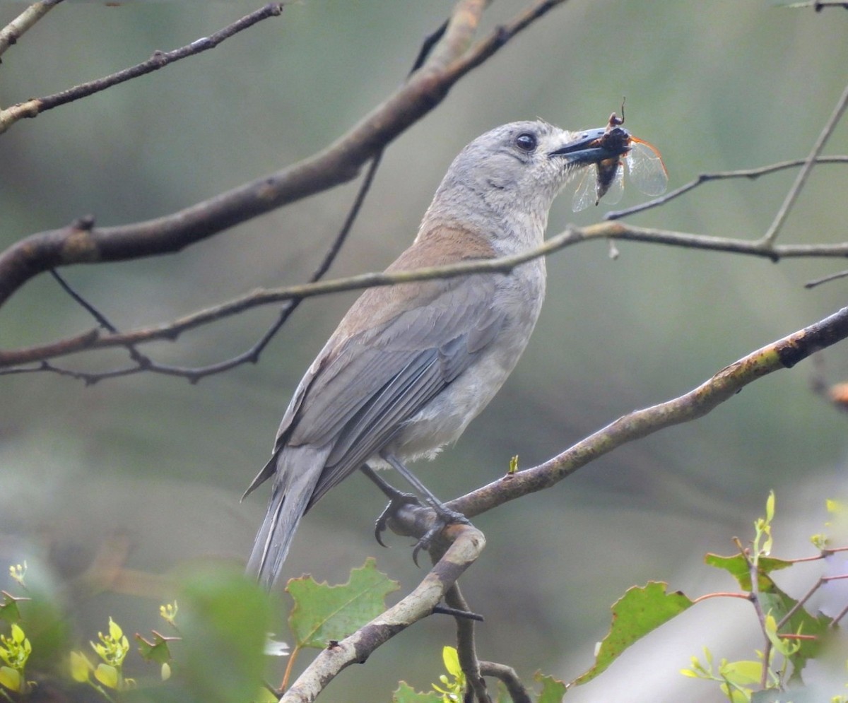 Gray Shrikethrush - ML612697702