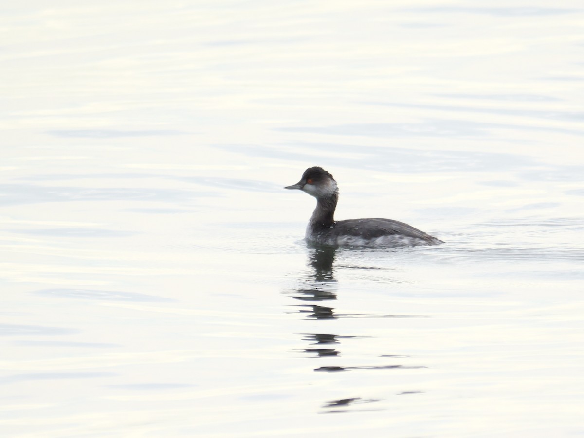 Eared Grebe - ML612697739