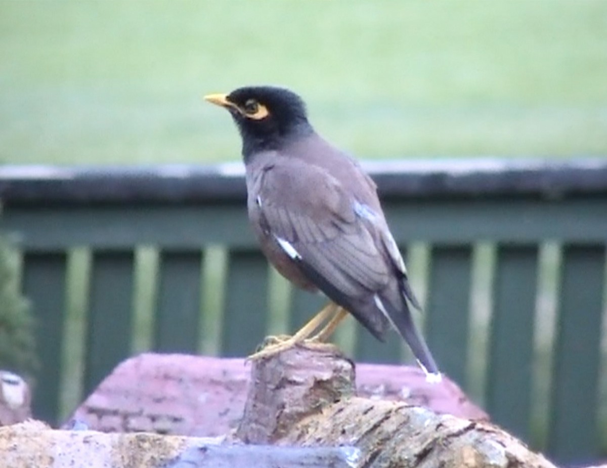 Common Myna - ML612697841