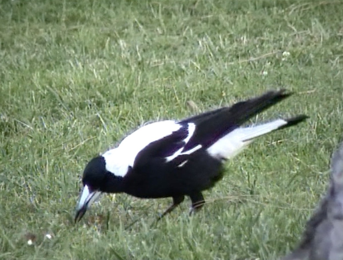 Australian Magpie (White-backed) - Tommy Pedersen