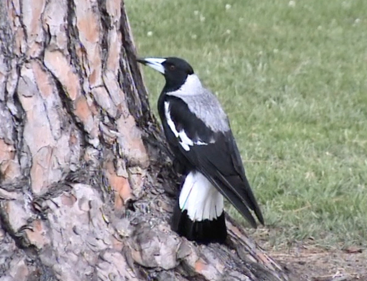 Australian Magpie (White-backed) - ML612697845