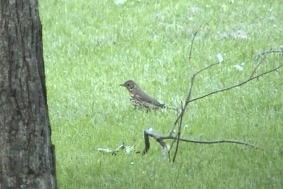 Song Thrush - Tommy Pedersen