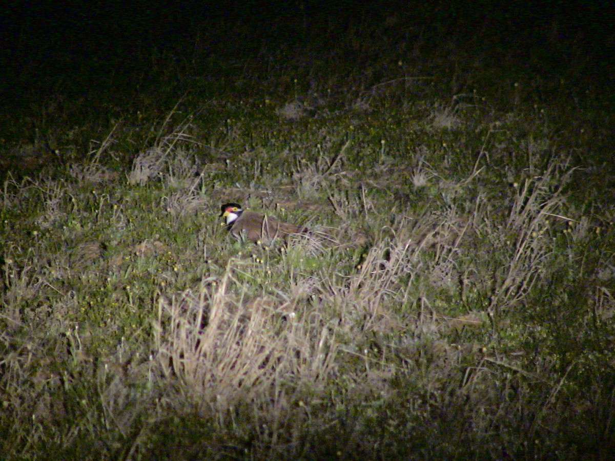 Banded Lapwing - ML612697872