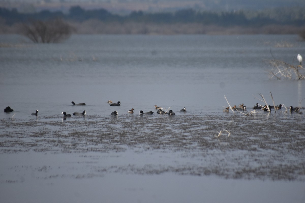 Eurasian Coot - ML612697930