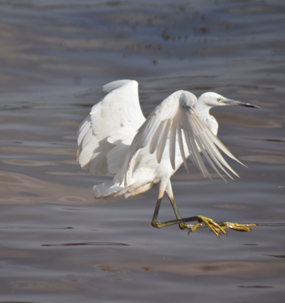 Little Egret - ML612697943