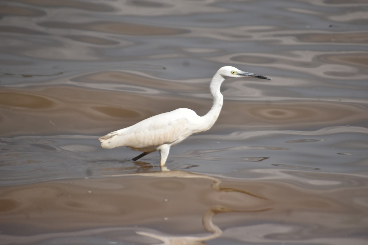 Little Egret - Chandu K Raj