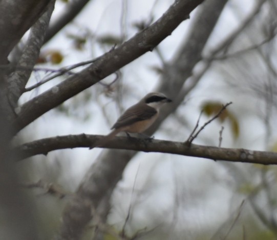 Bay-backed Shrike - ML612697945