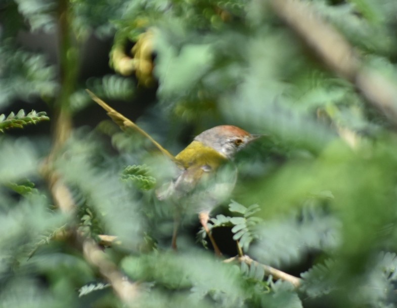 Common Tailorbird - ML612697947