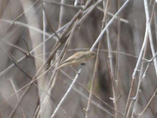 Blyth's Reed Warbler - ML612697950