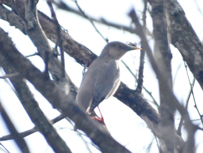Chestnut-tailed Starling - ML612697952