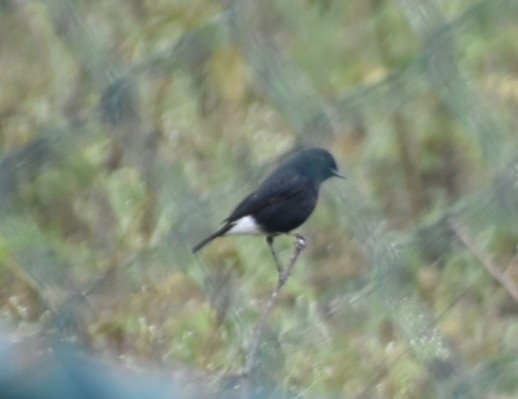 Pied Bushchat - ML612697966