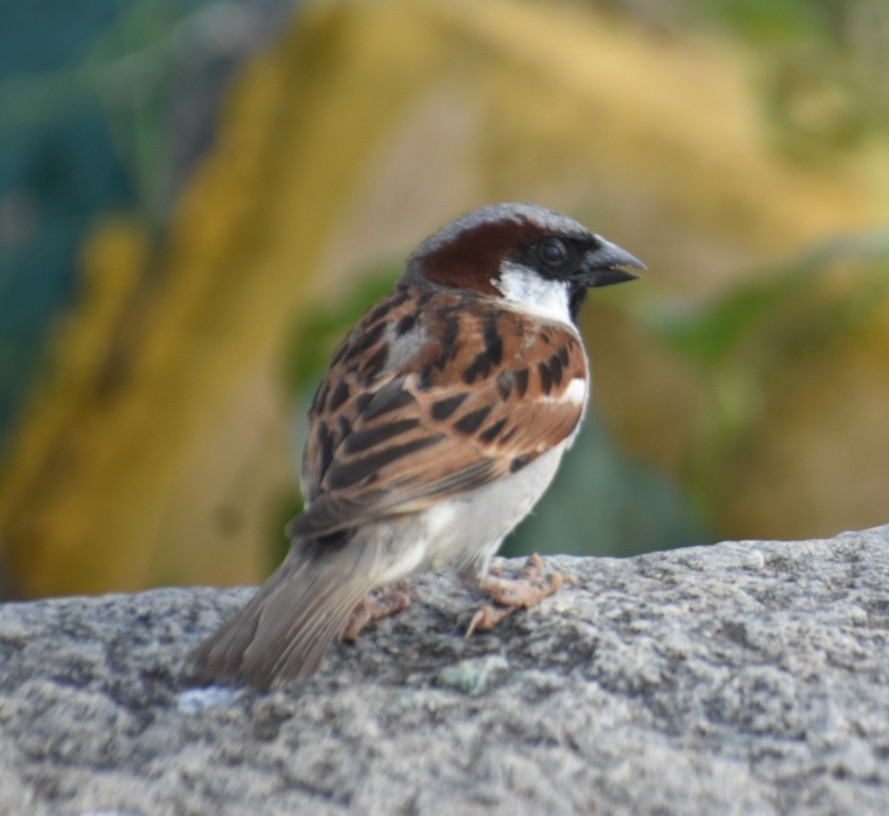 House Sparrow - ML612697968