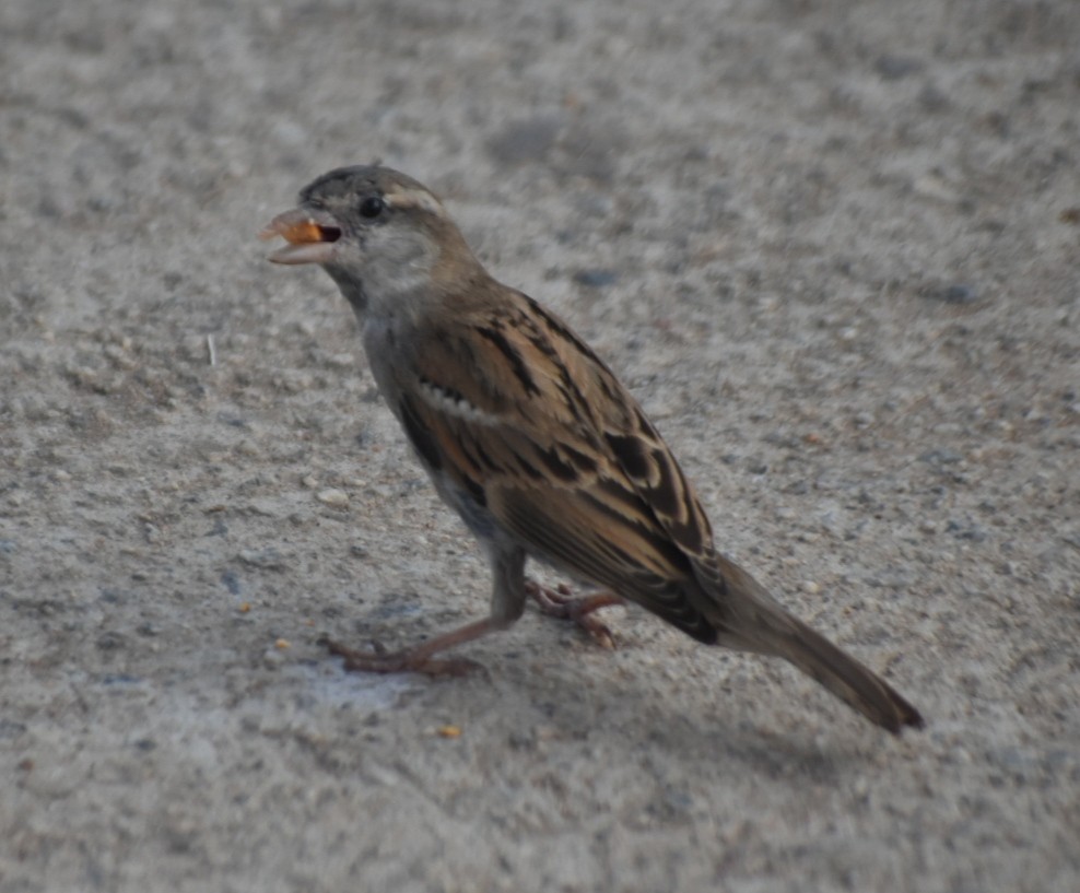 House Sparrow - ML612697969