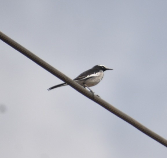 White-browed Wagtail - ML612697972