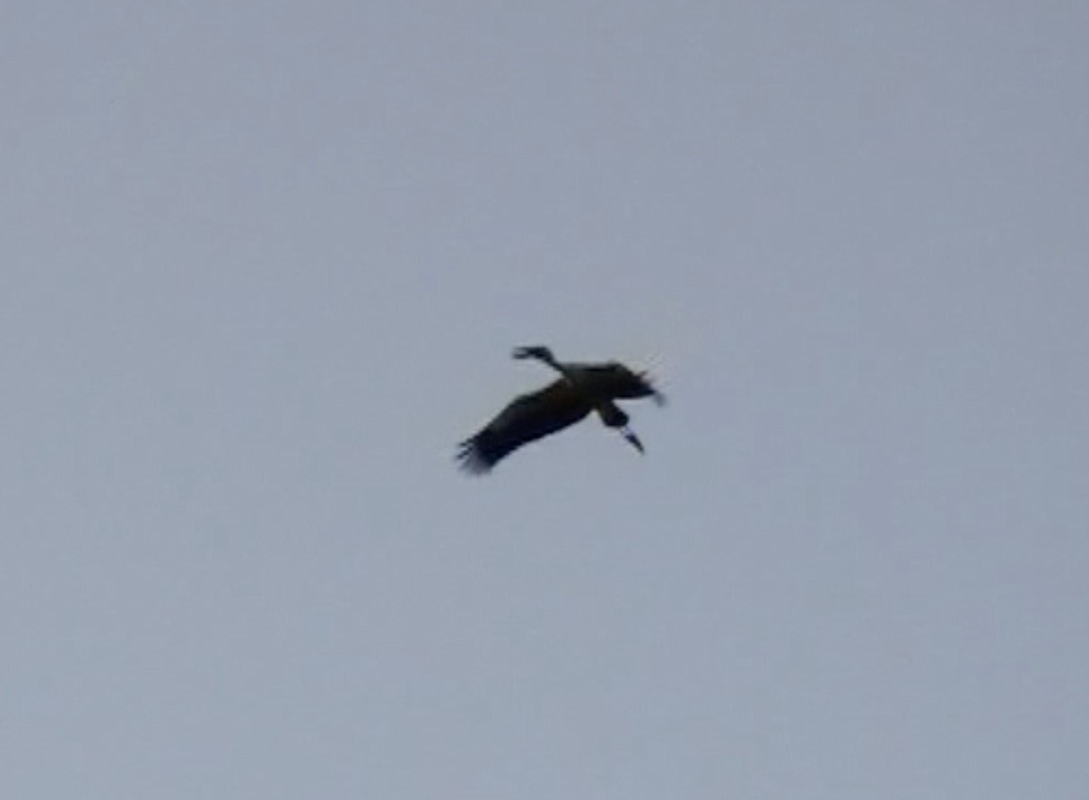 Asian Openbill - ML612697977