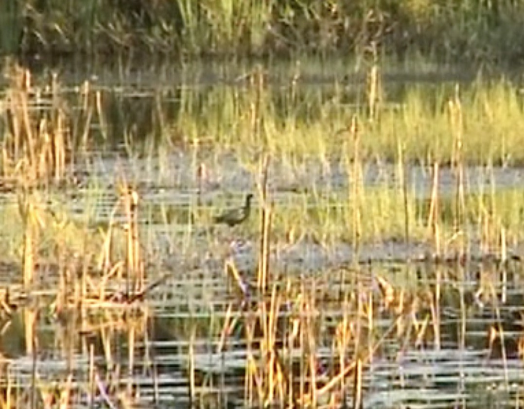 Bronze-winged Jacana - ML612697980