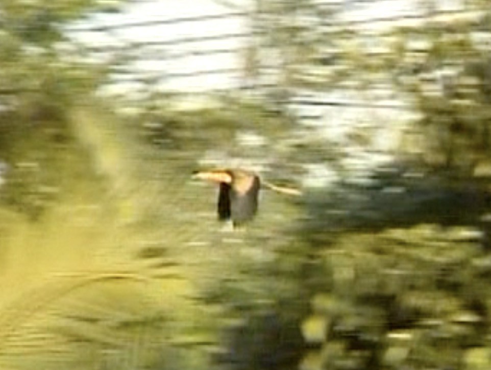 Bronze-winged Jacana - ML612697981