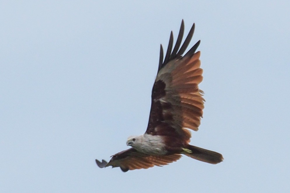 Brahminy Kite - ML61269811