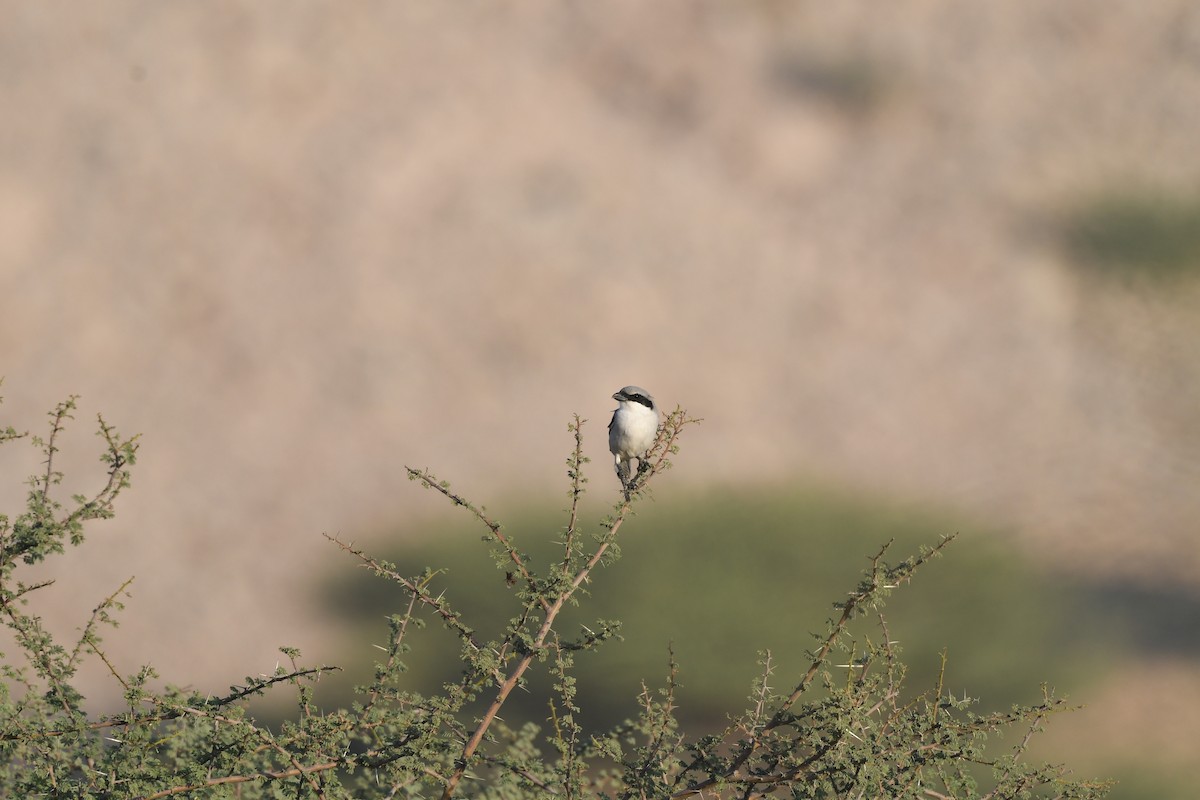 Great Gray Shrike (Arabian) - ML612698118