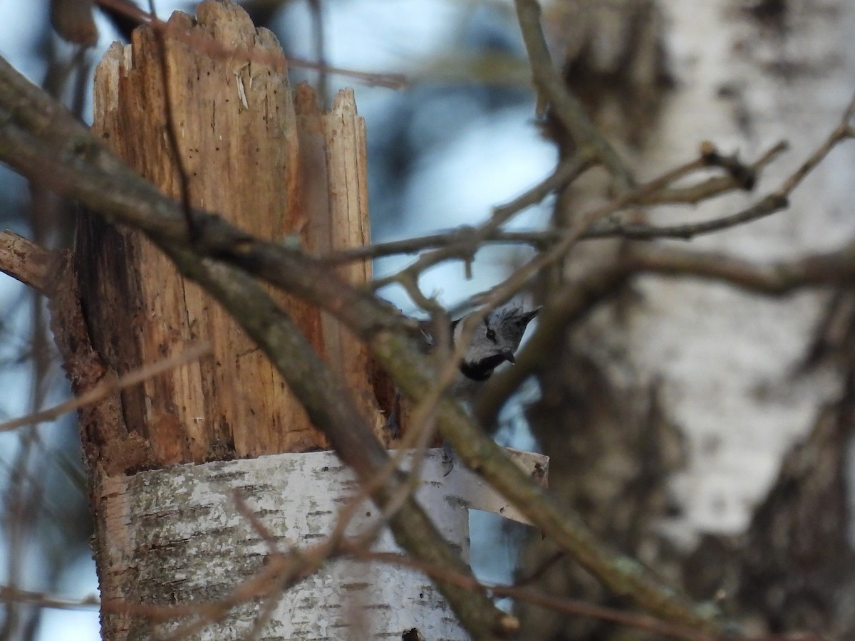 Crested Tit - ML612698180