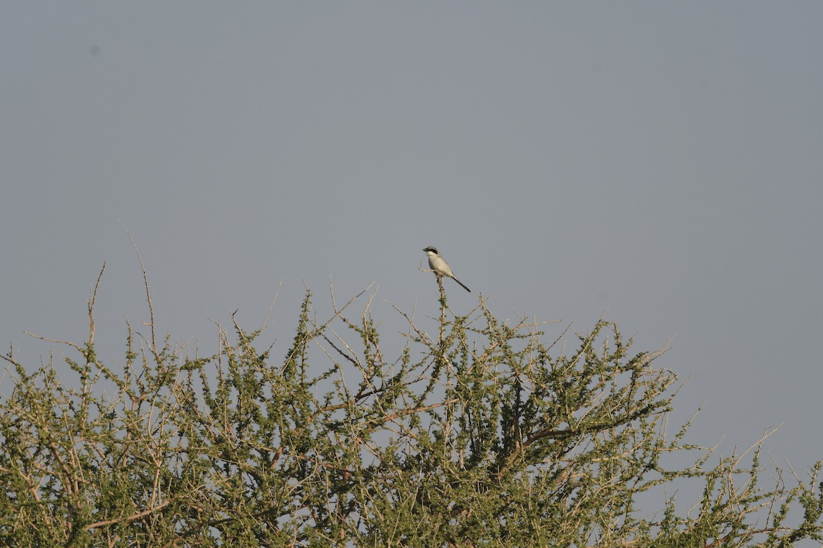 Great Gray Shrike (Arabian) - ML612698193