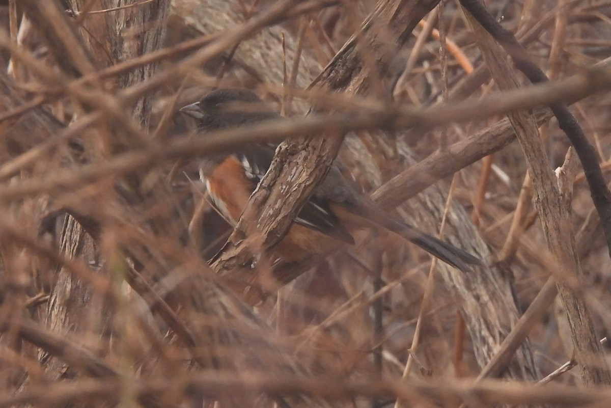 Spotted Towhee - ML612698201