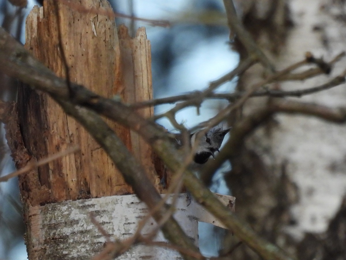 Crested Tit - ML612698215