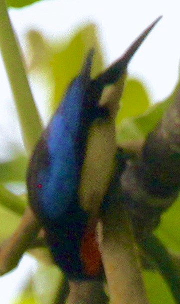 Orange-throated Tanager - ML612698294