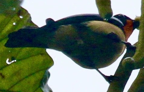 Orange-throated Tanager - ML612698297