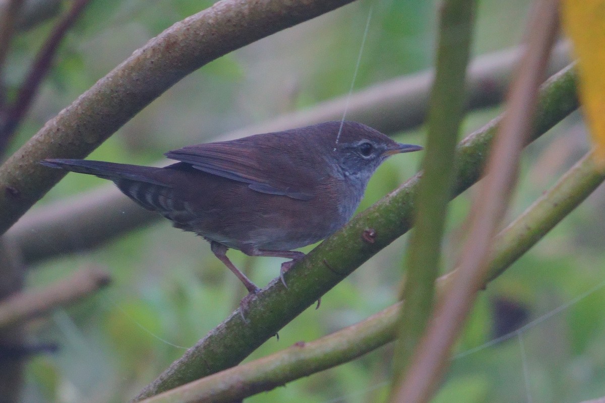 Spotted Bush Warbler - ML612698456