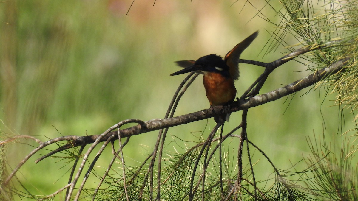 Azure Kingfisher - ML612698483